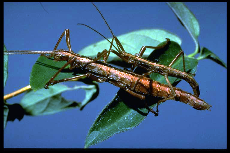 Walkingsticks, Anisomorpha sp. (Phasmida), mating. Photo by M. E. Merchant.
