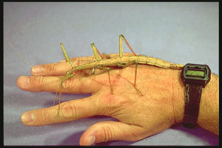 Walkingstick, Megaphasma dentricus (Stal) (Phasmida), female. Photo by Drees.