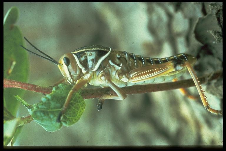 Lubber grasshopper, Brachystola magna (Girard), Photo by W. Sterling.