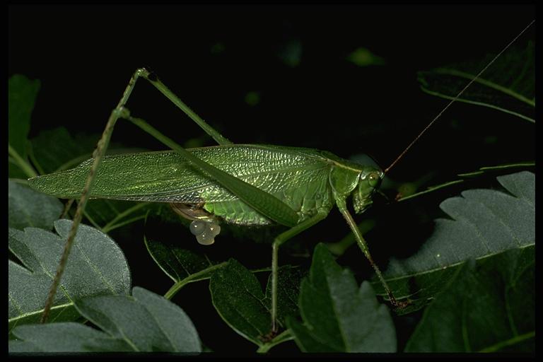 A "false" katydid, Scudderia sp. (Orthoptera: Tettigoniidae), adult. Photo by Drees.
