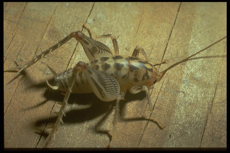 A cave cricket or camel cricket, Ceuthophilus sp. (Orthoptera: Gryllacrididae). Photo by Jackman.