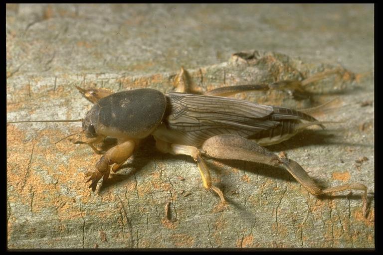 Southern mole cricket, Scapteriscus borellia Giglio-Tos (Orthoptera: Gryllotalpidae). Photo by Drees.