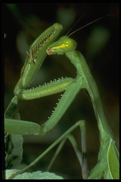 A praying mantid, Stagmomantis sp. (Mantodea: Mantidae). Photo by G. Cronholm.