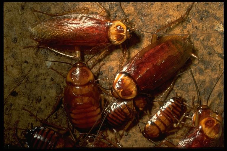 American cockroach, Periplaneta americana Linnaeus (Blattodea: Blattidae), adults and nymphs. Photo by Drees.