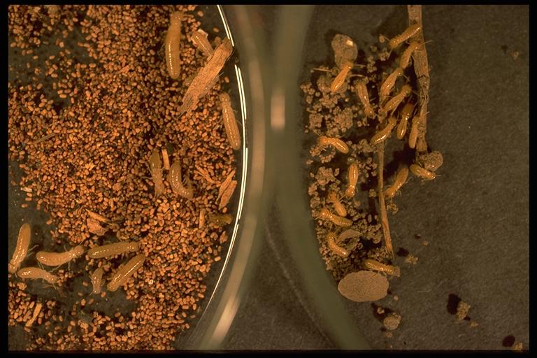 Drywood termites (left) and subterranean termites (right), (Isoptera: Kalotermitidae). Photo by Drees.