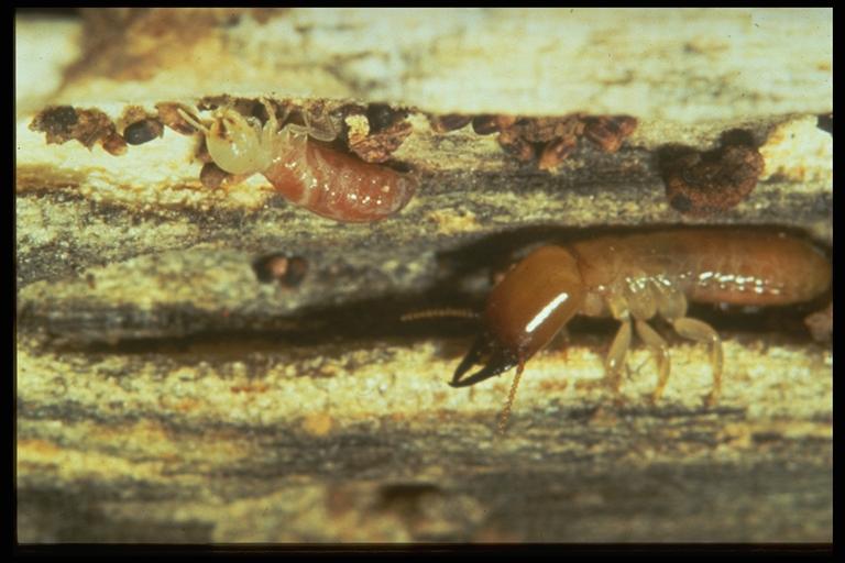Soldier termites and worker termites, Reticulitermes sp. (Isoptera: Rhinotermitidae). Photo by H. A. Turney.