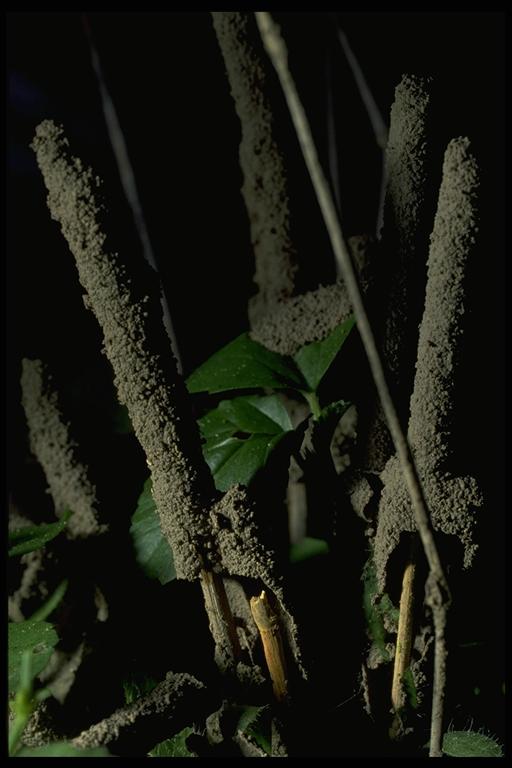 Desert termite, Gnathamitermes tubiformans (Buckley) (Isoptera: Termitidae), castings around plant stems. Photo by Drees.
