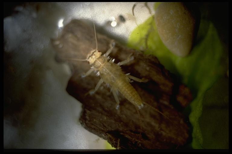 A stonefly, (Plecoptera), nymph. Photo by Drees.