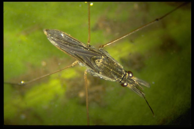 A water strider, Gerrissp. (Hemiptera: Gerridae), adult. Photo by Drees.