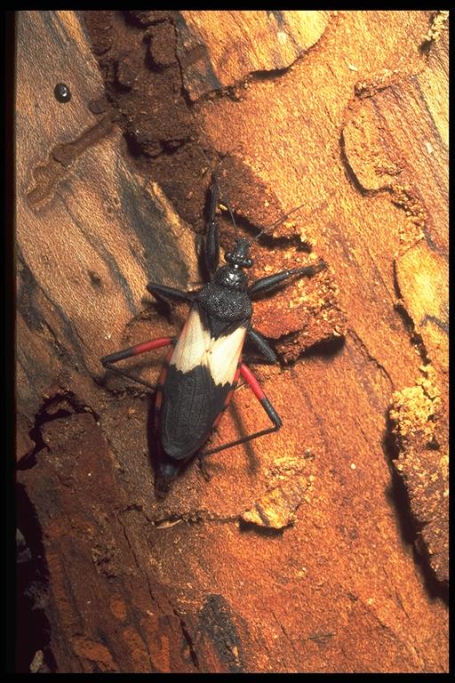 Assassin bug, Microtomus purcis (Drury) (Hemiptera: Reduviidae). Photo by Drees. 
