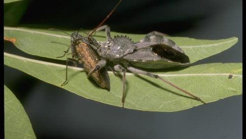 Wheel bug, Arilus cristatus (Linnaeus) (Hemiptera: Reduviidae), preying on a squash bug. Photo by Drees.