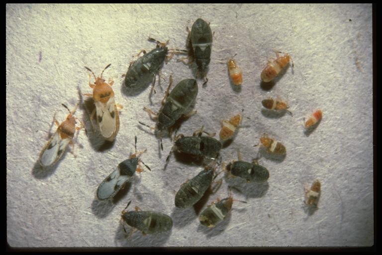 Chinch bugs, Blissus sp. (Hemiptera: Lygaeidae), nymphs and adults. Photo by Drees.