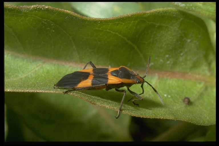 Large milkweed bug, Oncopeltus fasciatus (Dallas) (Hemiptera: Lygaeidae). Photo by Drees.