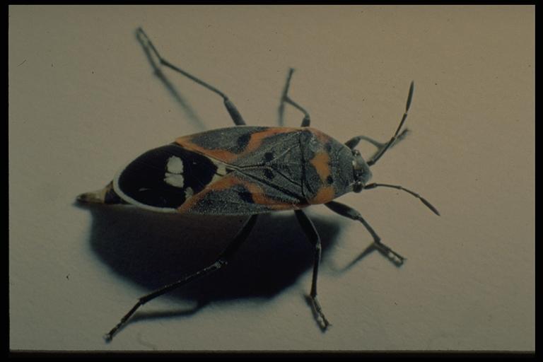 A lygaeid, Lygaeus sp. (Hemiptera: Lygaeidae). Photo by Jackman.