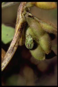 Southern green stink bug, Nezara viridula (Linnaeus) (Hemiptera:Pentatomidae), nymph on soybean. Photo by Drees.