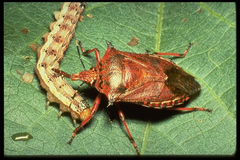 Spined soldier bug, Podisus maculiventris(Say) (Hemiptera: Pentatomidae), adult preying on cotton bollworm. Photo by W. Sterling.