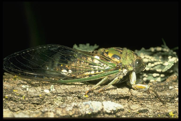 A dog-day cicada, Tibicen spp. (Homoptera: Cicadidae). Photo by Drees.