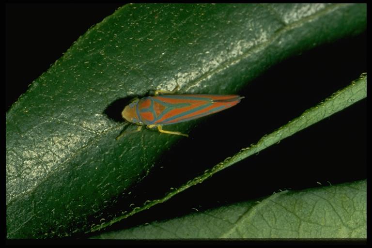 A leafhopper, Graphocephala sp. (Homoptera: Cicadellidae). Photo by C. L. Barr.
