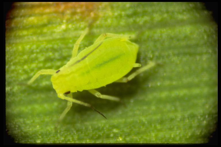 Greenbug, Schizaphis graminum (Rodani) (Homoptera: Aphididae). Photo by Drees. 