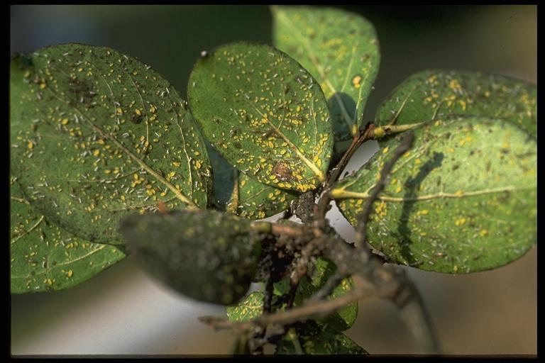 Crapemyrtle aphids, Tinocallis kahawaluokalani (Kirkaldy) (Homoptera: Aphididae), infesting leaf. Photo by Drees.