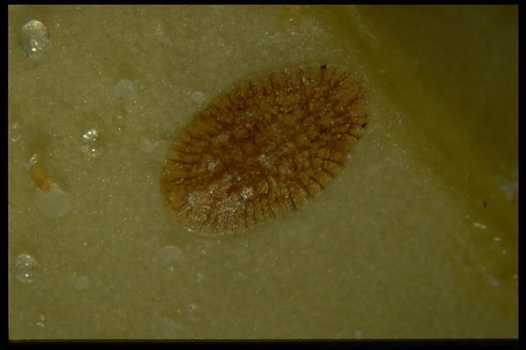  Brown soft scale, Coccus hesperidum Linnaeus (Homoptera: Coccidae), on satsuma. Photo by Drees.