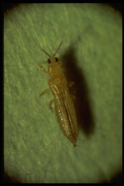  Thrips, (Thysanoptera: Thripidae), adult. Photo by Drees.