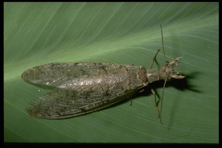   A dobsonfly, Corydalus sp. (Neuroptera: Corydalidae), female. Photo by Drees.