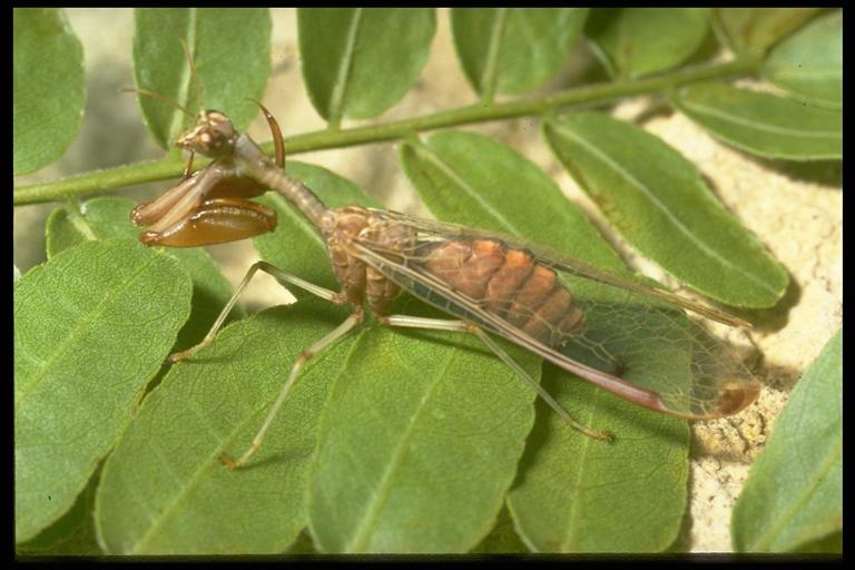   A mantidfly, Mantispa sp. (Neuroptera: Mantispidae). Photo by Drees.