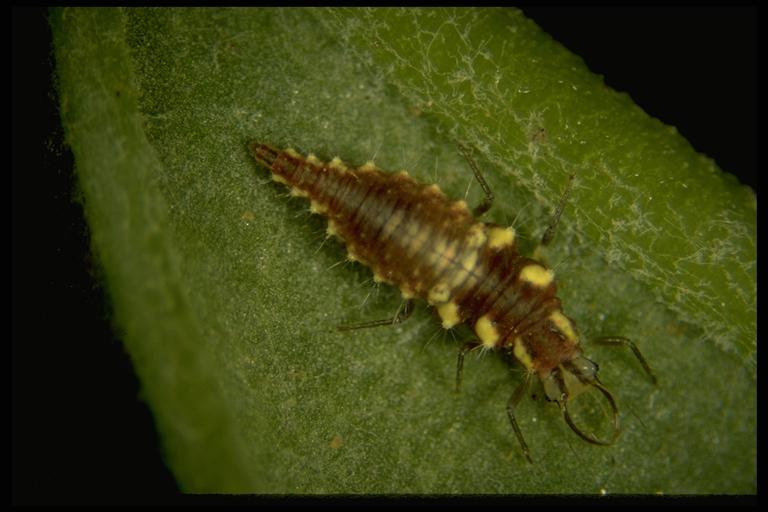   A green lacewing, Chrysoperla sp. (Neuroptera: Chrysopidae), larva. Photo by Sterling.