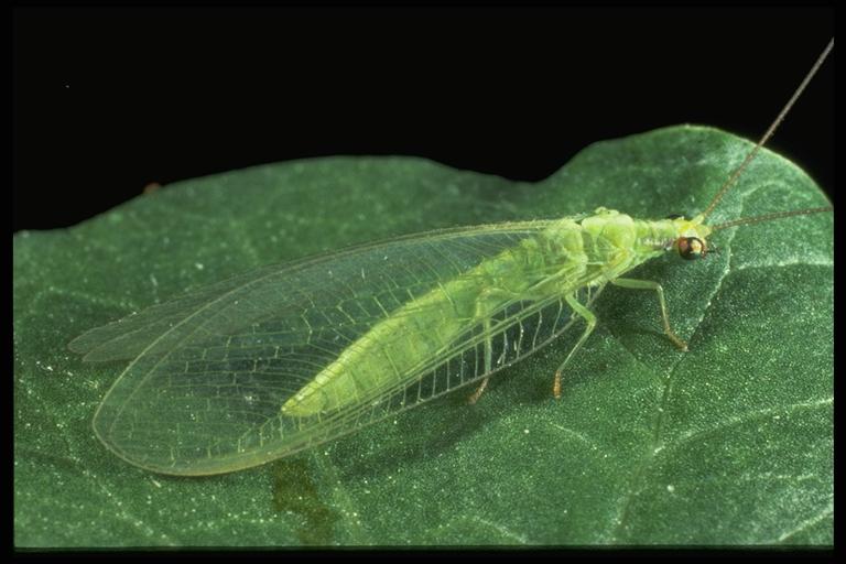   A green lacewing, Chrysoperla sp. (Neuroptera: Chrysopidae), adult. Photo by Drees.