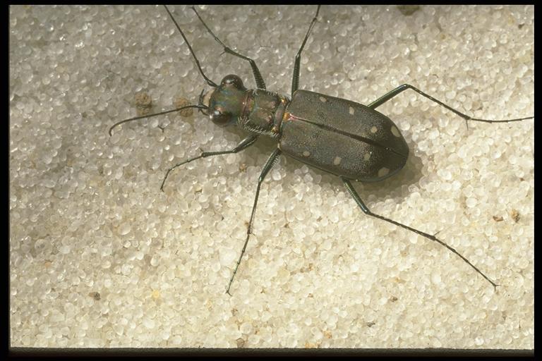   Tiger beetle, Cicindela ocellata rectilatera Chaudoir (Coleoptera: Cicindelidae). Photo by Drees.