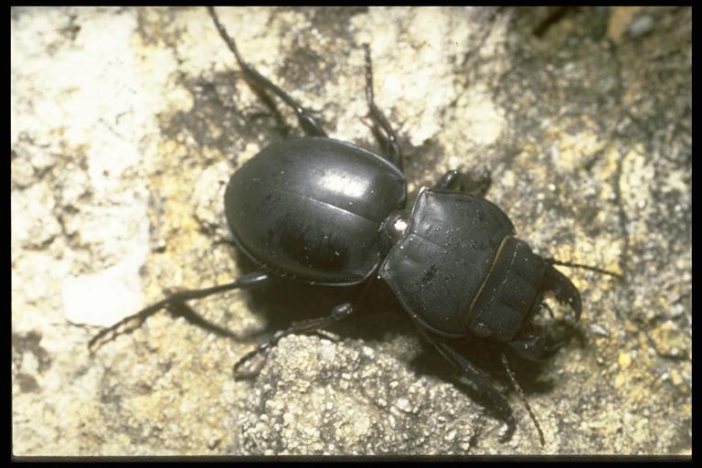   A ground beetle, Pasimachus sp. (Coleoptera: Cicindelidae). Photo by Jackman.