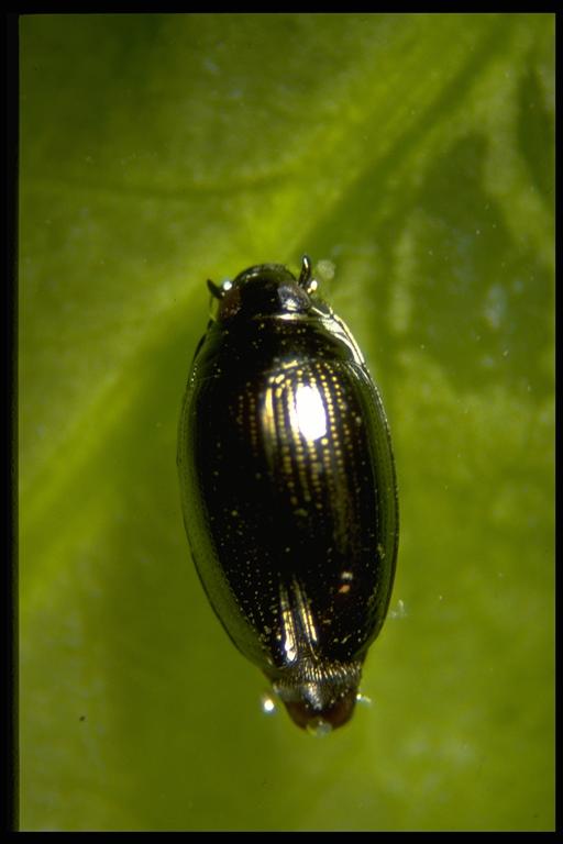   A whirligig beetle, Gyrinus sp. (Coleoptera: Gyrinidae). Photo by Drees.