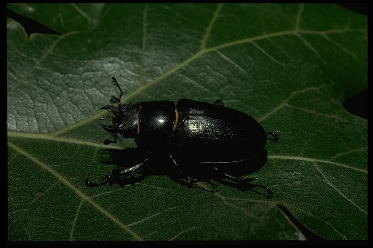   Stag beetle, Lucanus elaphus Fabricius (Coleoptera: Lucanidae), female. Photo by Jackman.