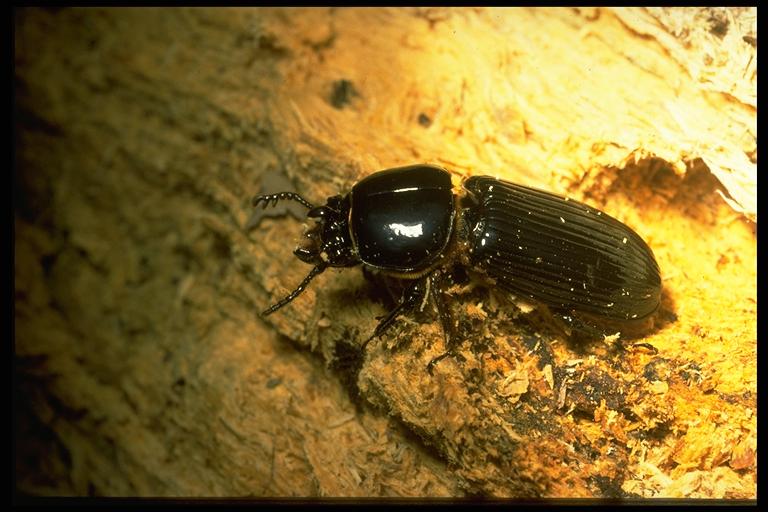   Horned passalus or betsy-beetle, Odontotaenius disjunctus (Illiger) (Coleoptera: Passalidae). Photo by Drees.