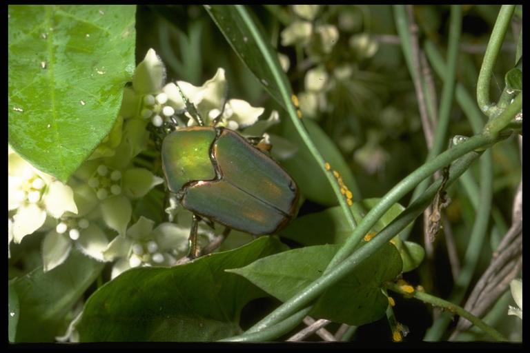   Green June beetle, Cotinis nitida (Linnaeus) (Coleoptera: Scarabeidae). Photo by Drees.