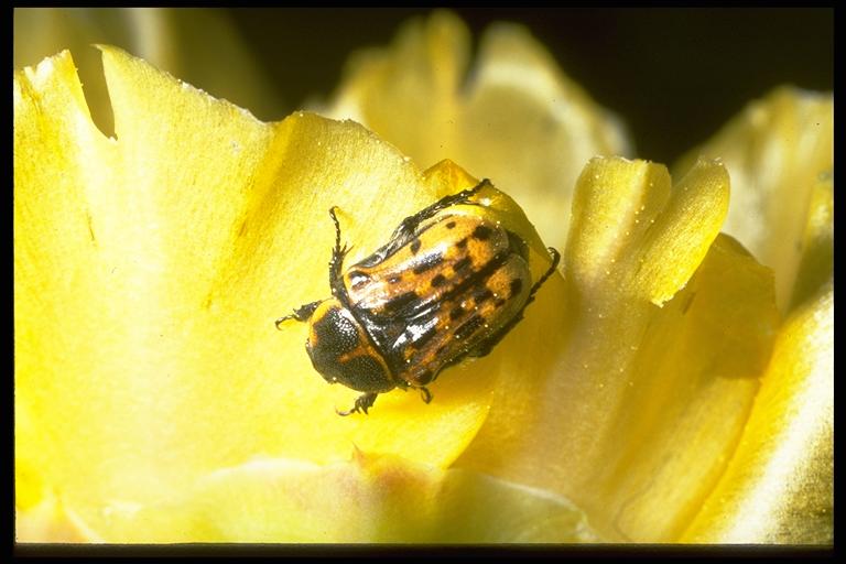   Flower-feeding scarab, Euphoria kerni Haldemann (Coleoptera: Scarabeidae), adult (not black form). Photo by Drees.