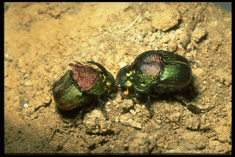   "Rainbow scarab", a dung beetle, Phanaeus vindex MacLachlan (Coleoptera: Scarabeidae), male (horned) and female. Photo by Drees.