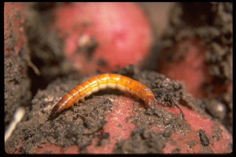   A wireworm, (Coleoptera: Elateridae). Photo by Drees.