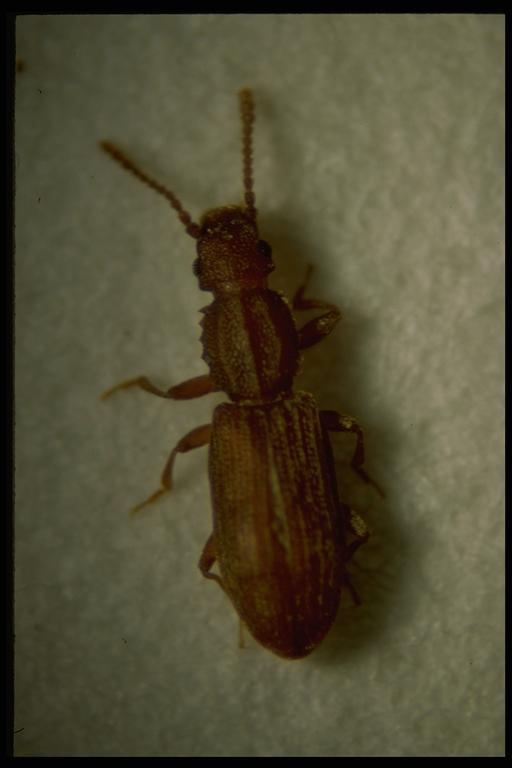   Sawtoothed grain beetle, Oryzaephilus surinamensis Linnaeus (Coleoptera: Cucujidae). Photo by Drees.