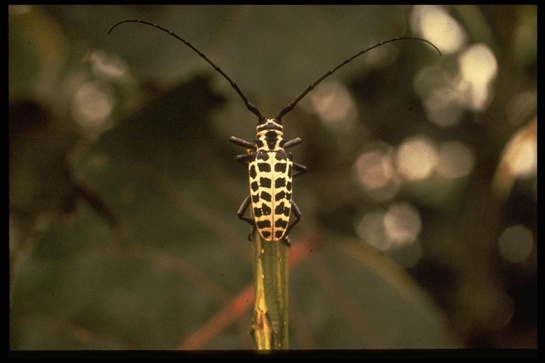  Cottonwood borer, Plectrodera scalator Fabricius (Coleoptera: Cerambycidae). Photo by C. Allen.