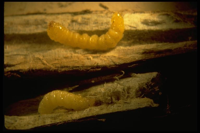   Soybean stem borer, Dectes texanus LeConte (Coleoptera: Cerambycidae), larva. Photo by Drees.