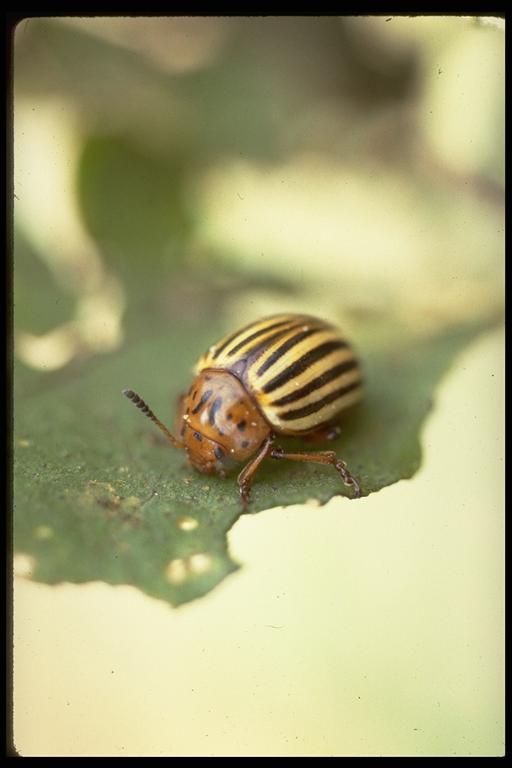   Colorado potato beetle, Leptinotarsa decemlineata (Say) (Coleoptera: Chrysomelidae), adult on potato. Photo by Drees.
