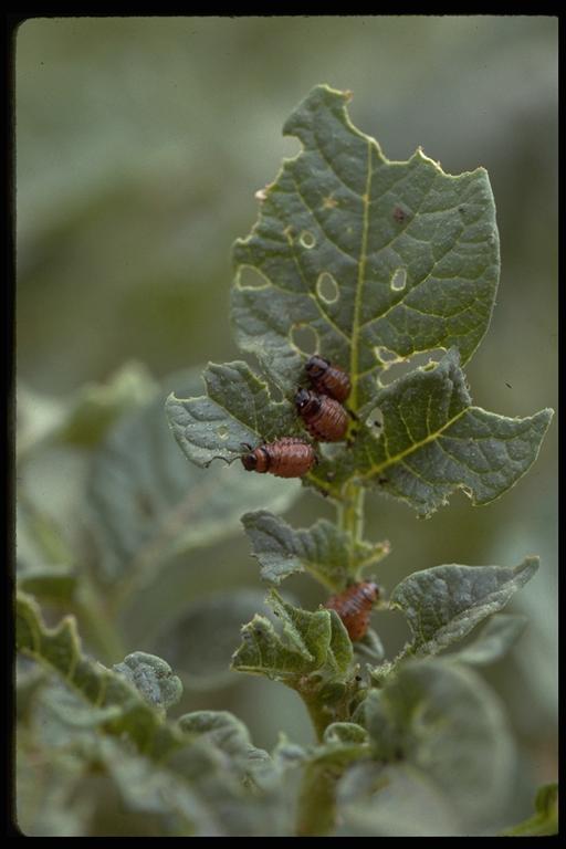   Colorado potato beetle, Leptinotarsa decemlineata (Say) (Coleoptera: Chrysomelidae), larvae on potato. Photo by Drees.
