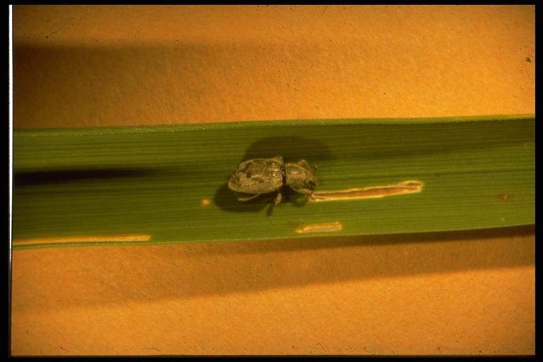   Rice water weevil, Lissorhoptrus oryzophilus Kuschel (Coleoptera: Curculionidae), adult on leaf scar. Photo by Drees.
