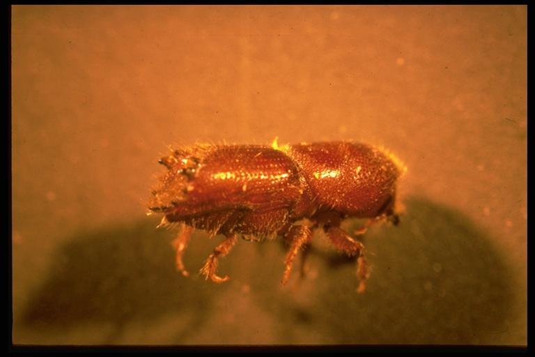  A bark beetle, Ips sp. (Coleoptera: Scolytidae). TAEX file photo.