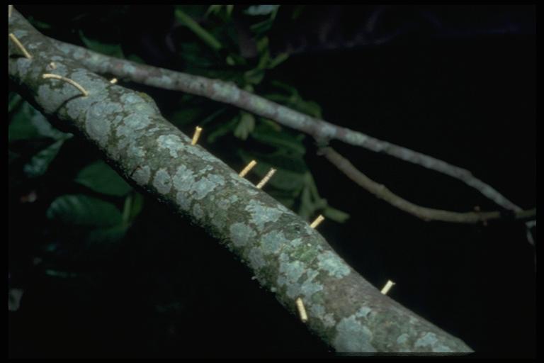  brouk asijský, Xylosandrus crassiusculus (Motschulsky) (Coleoptera: Scolytidae), frass trubky produkované asijským broukem ambrosia. Fotografie W. O. Ree, Jr.