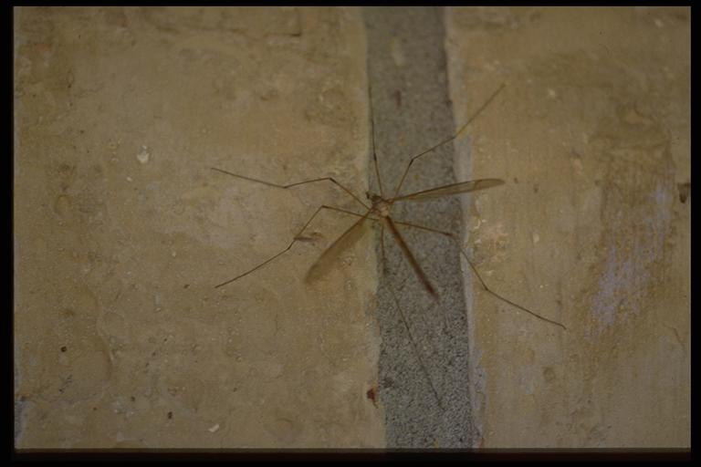   A crane fly, (Diptera: Tipulidae). Photo by Drees.