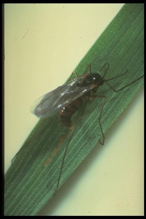   Hessian fly, Mayetiola destructor (Say) (Diptera: Cecidomyiidae), adult laying eggs. Photo by C. Hoelscher.