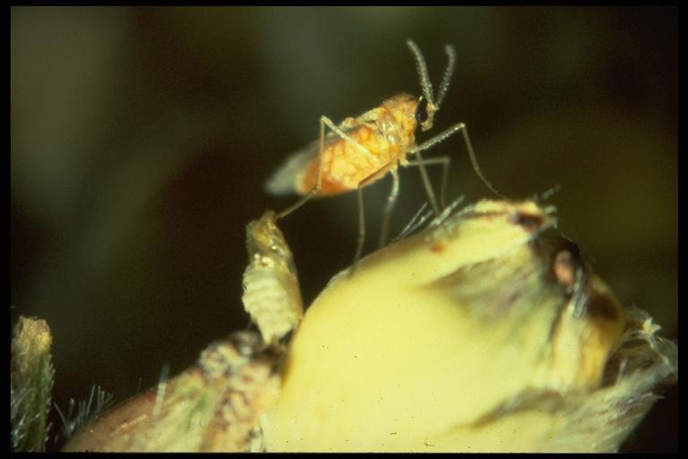  Sorghum midge, Contarinia sorghicola (Coquillett) (Diptera: Cecidomyiidae). Photo by Drees.